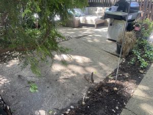 Patio wth tree root - Before
